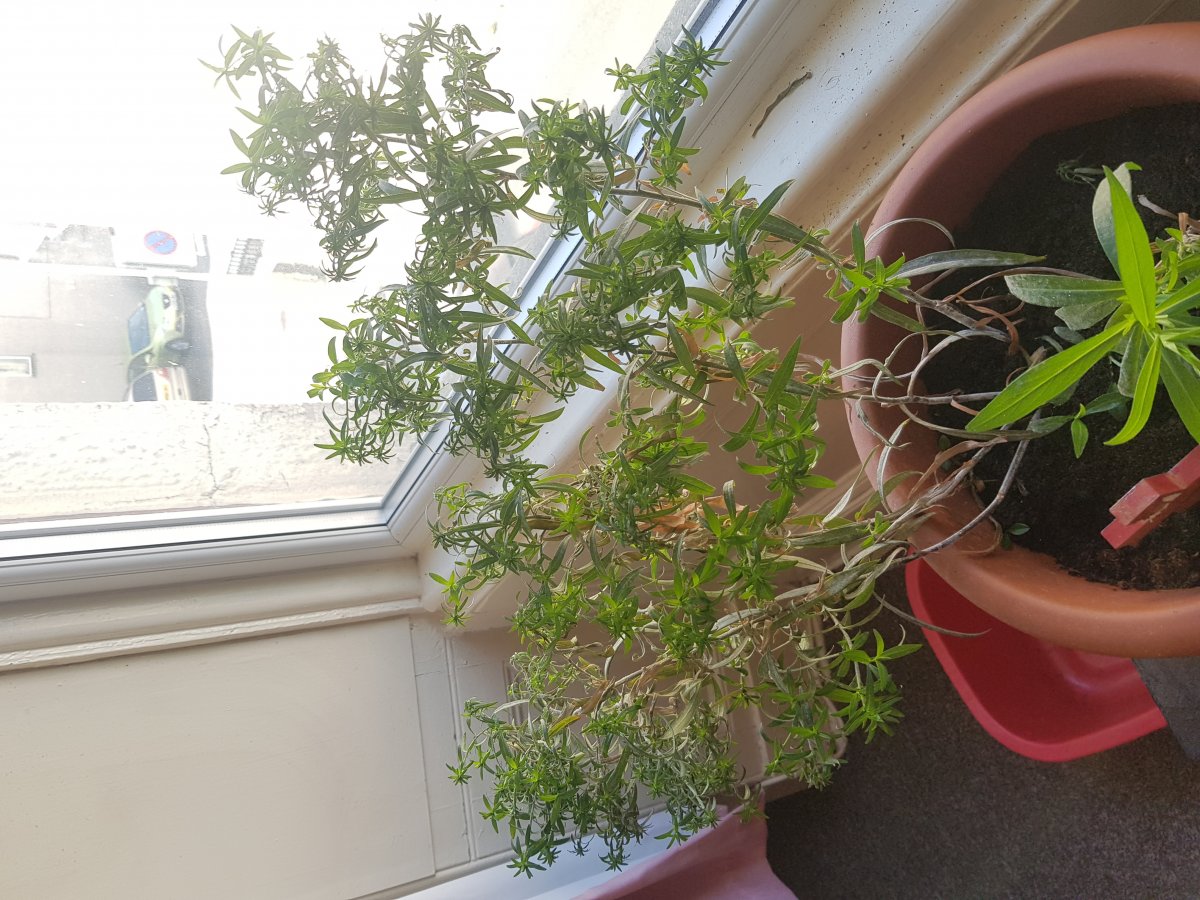 HELP!!! Hi everyone im just wondering what plant this is