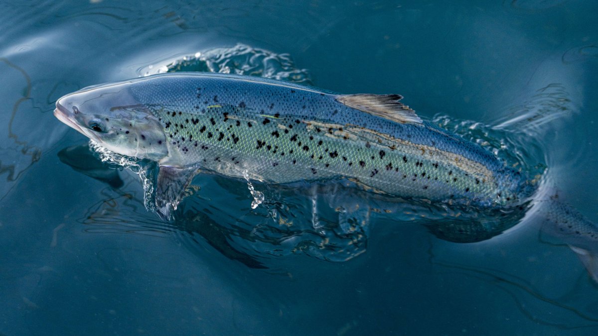 andfjord-salmon-norway-landbased-andoy-esg-sustainable-healthy-food-invest-investor.jpeg
