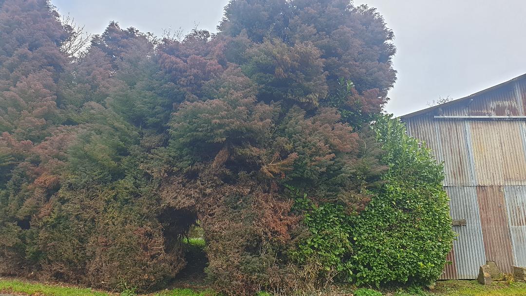 bigbush.jpg