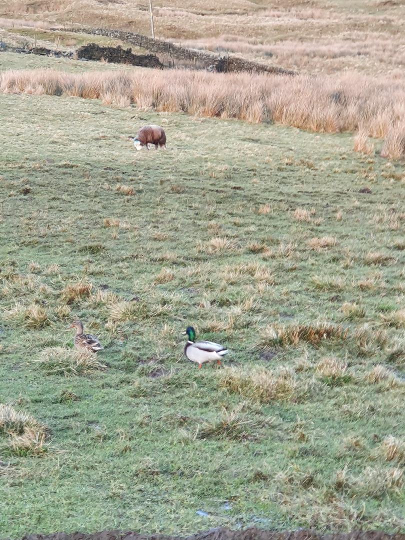 Ducks.jpg