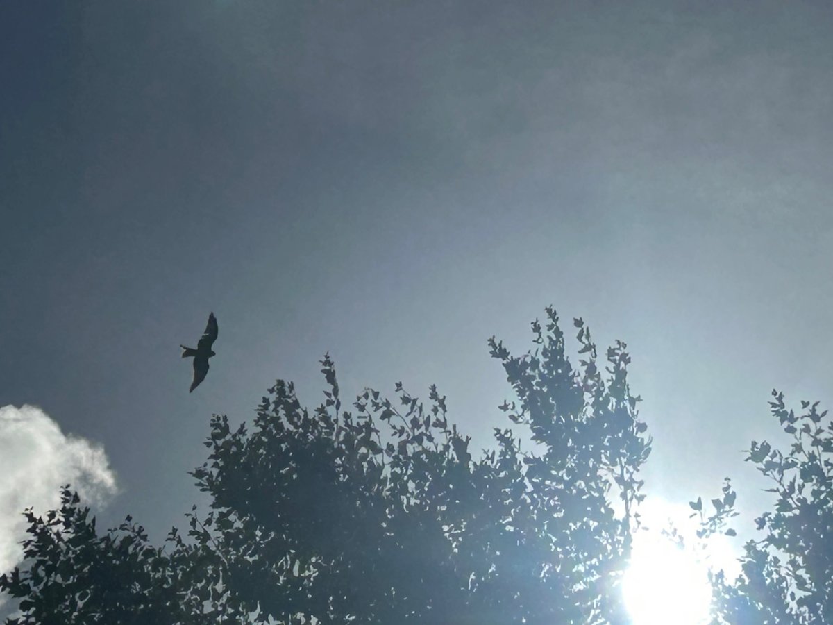 IMG_1650.jpeg