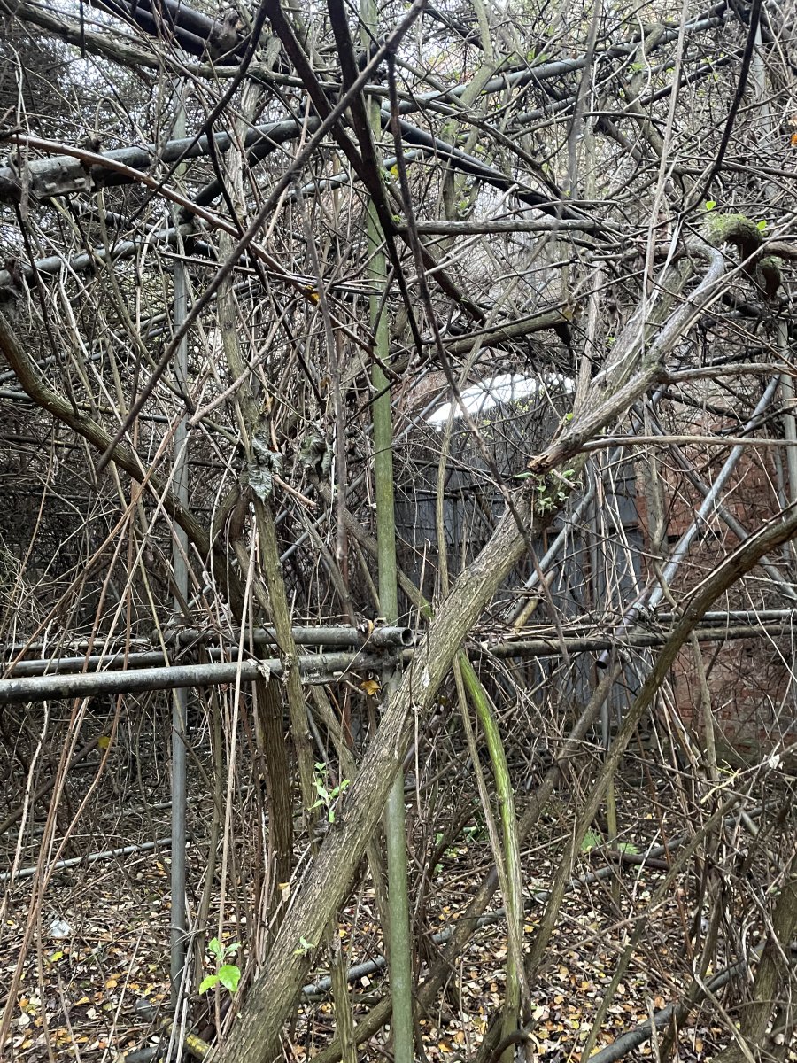 IMG_2416.jpeg