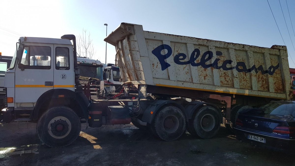 pellicano.jpg