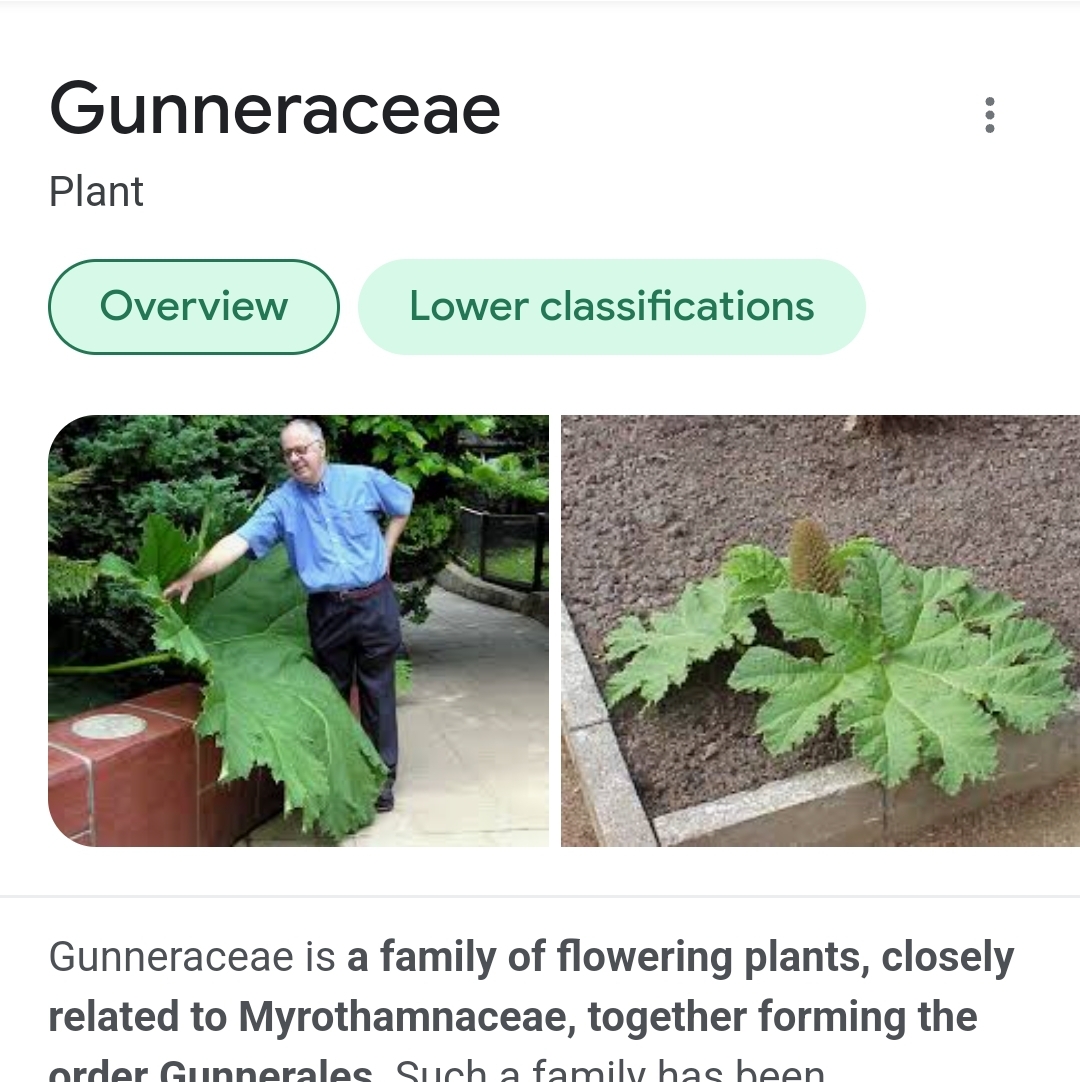Screenshot_20220617-194152_Chrome.jpg