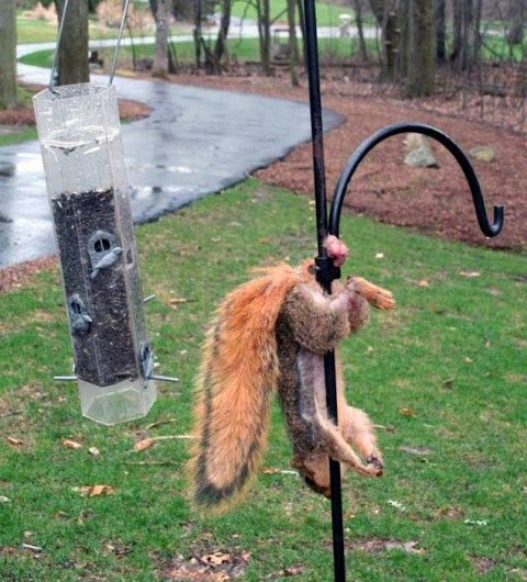 squirrell's nuts.jpg