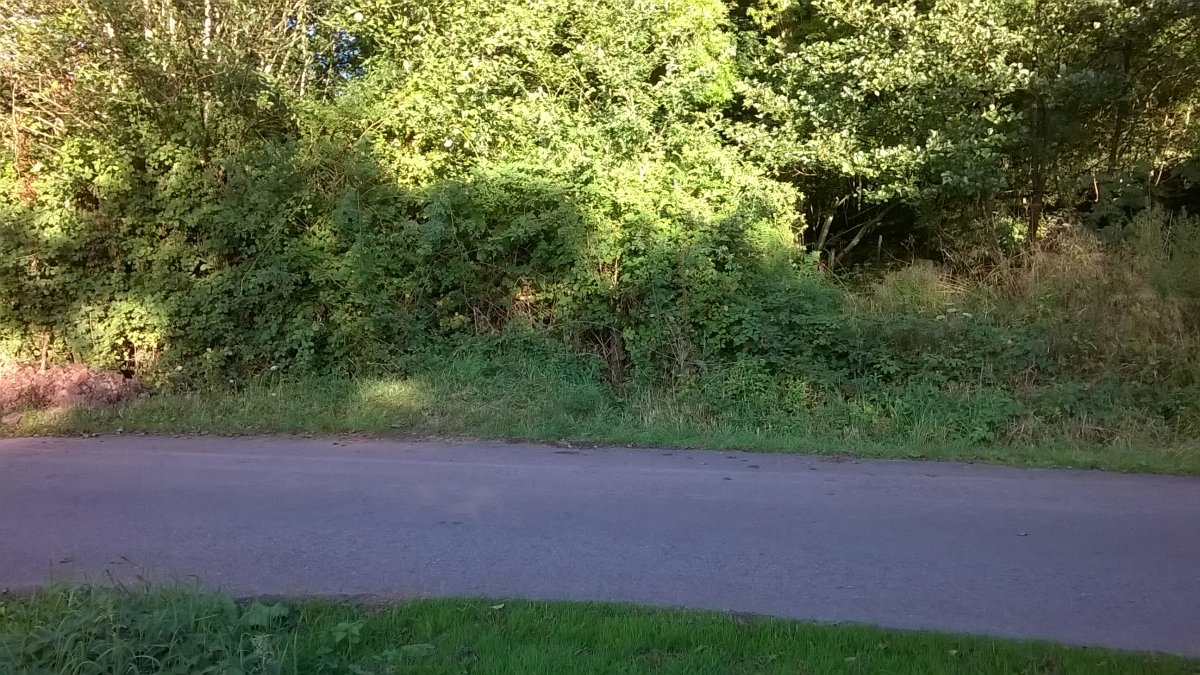 WP_20160826_18_47_35_Pro.jpg