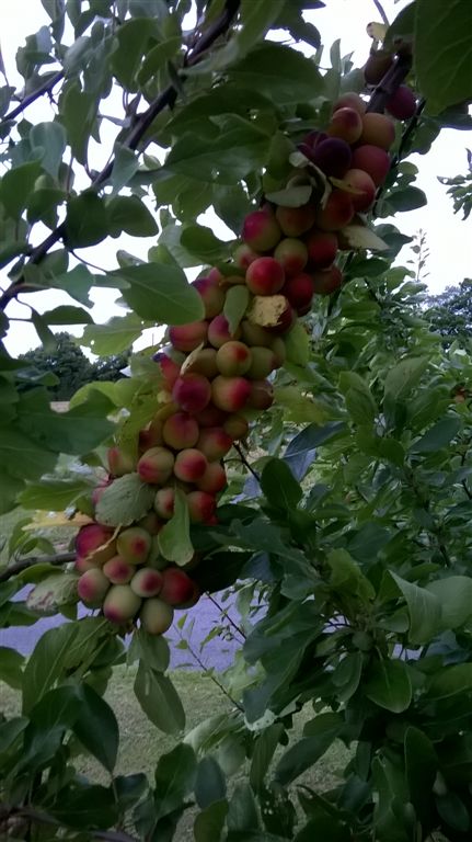 WP_20200718_20_39_22_Pro.jpg