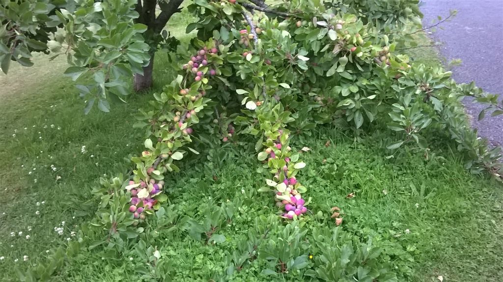 WP_20200718_20_39_42_Pro.jpg