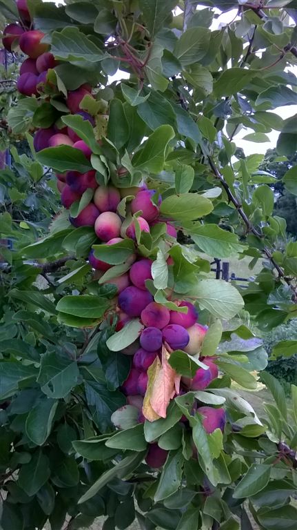WP_20200718_20_40_06_Pro.jpg