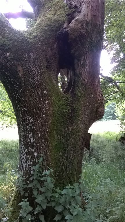 WP_20200727_17_27_17_Pro.jpg