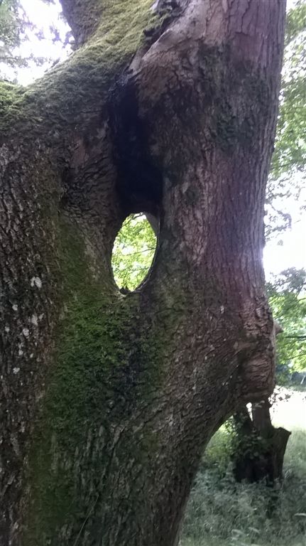 WP_20200727_17_27_22_Pro.jpg