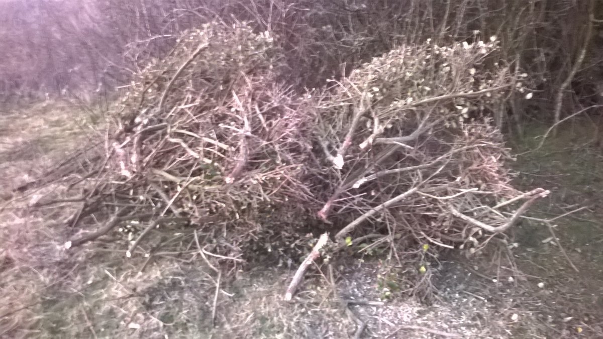 WP_20210322_18_38_37_Pro.jpg