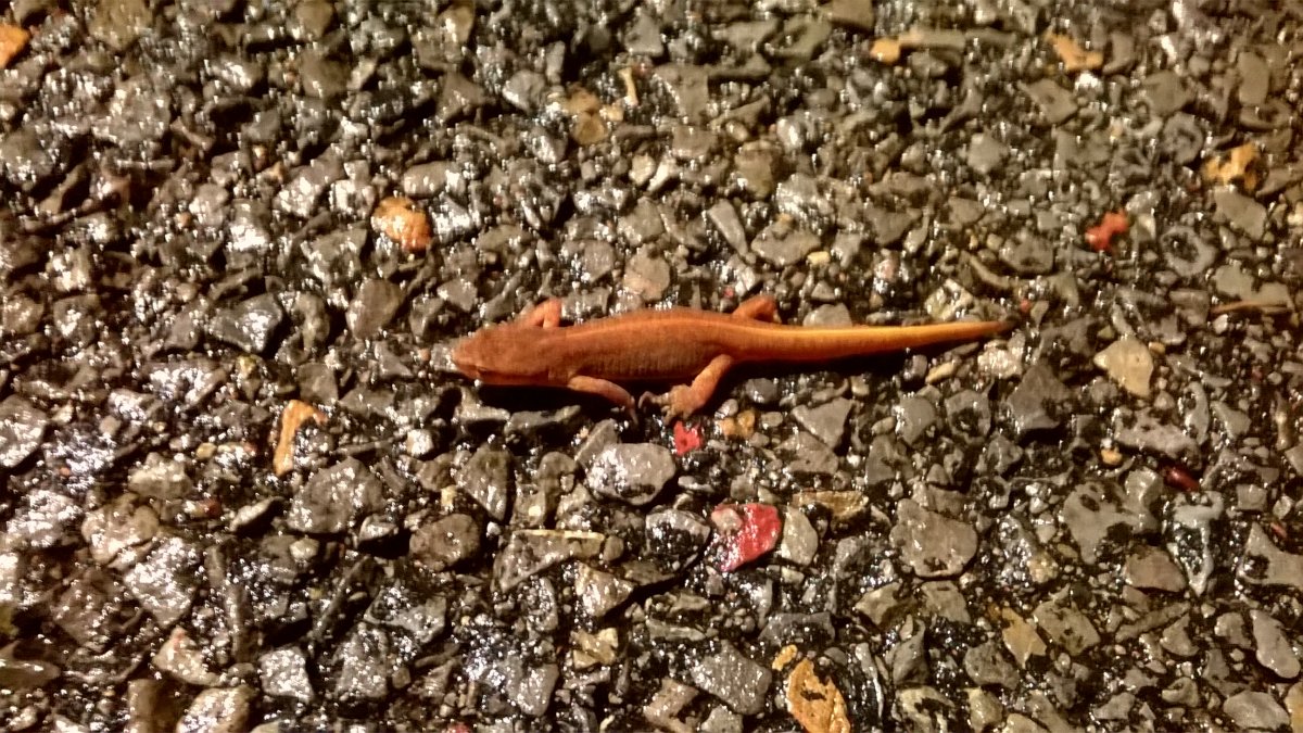 WP_20210928_23_08_55_Pro.jpg
