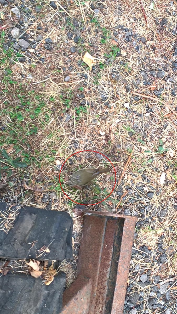 WP_20260730_13_33_00_Pro robin.JPG