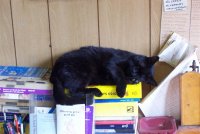 KITTY.JPG KITTY.JPG