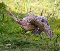 184183729_10158448201139585_2137888473308818563_n.jpg