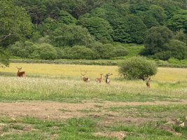 19777AFF-BE2B-4BF9-842F-659CCB55EEB2.jpeg