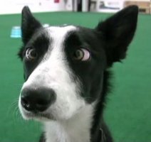 Cross-eyed-dog.jpg