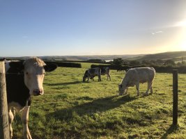 IMG_1651.jpeg