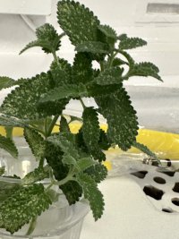 IMG_7911.jpeg