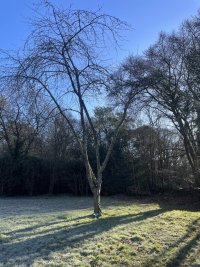 IMG_3121.jpeg