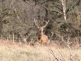 IMG_3665.jpeg