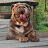 BigPoppa